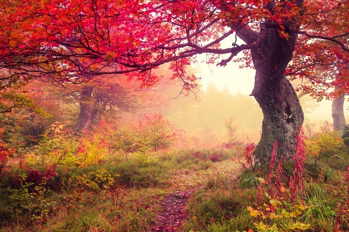 Majestic landscape with autumn trees in forest - Carpathian, Ukraine
